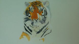A framed and glazed watercolour by Graeme Sims, titled 'Sun Tiger, signed and dated. 82x66cm