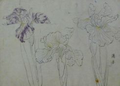 A framed and glazed Japanese pen and ink botanical study of an Iris flower, artist seal to lower