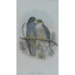 A framed and glazed coloured lithograph of 'Erythropus Amurensis'' from Birds of Asia (1850-1833) by
