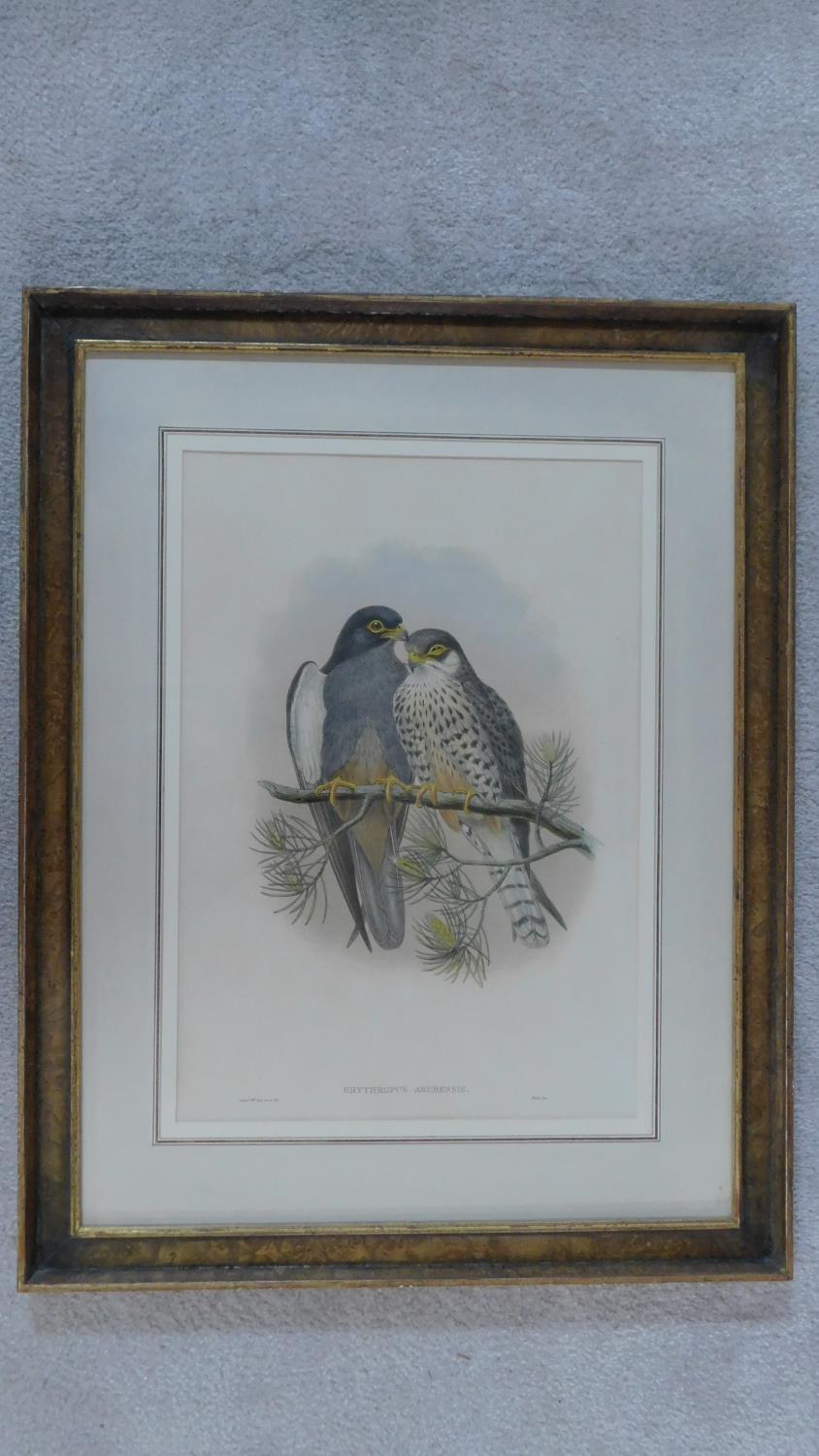 A framed and glazed coloured lithograph of 'Erythropus Amurensis'' from Birds of Asia (1850-1833) by - Image 2 of 6