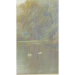 A large 19th century glazed and framed watercolour, swans on a lake with trees behind, unsigned.