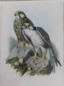 A framed and glazed coloured lithograph of 'Falco Jugger: Gray,' from Birds of Asia (1850-1833) by