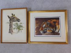 A framed and glazed limited edition 74/490 print, tiger, signed by the artist together with an oil