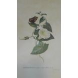 A framed and glazed hand coloured lithograph of a botanical plate of Convolvulus with a