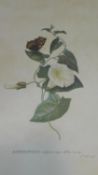 A framed and glazed hand coloured lithograph of a botanical plate of Convolvulus with a