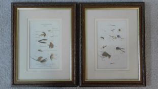 A pair of framed and glazed prints, various fly ties. 35x28cm