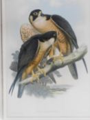 A framed and glazed coloured lithograph of 'Falco Peregrinator,' from Birds of Asia (1850-1833) by