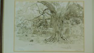 Harold Harris Jones (1908-1991) A framed and glazed ink and sepia wash, an old oak tree in a