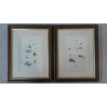 A pair of framed and glazed prints, various fly ties. 35x28cm