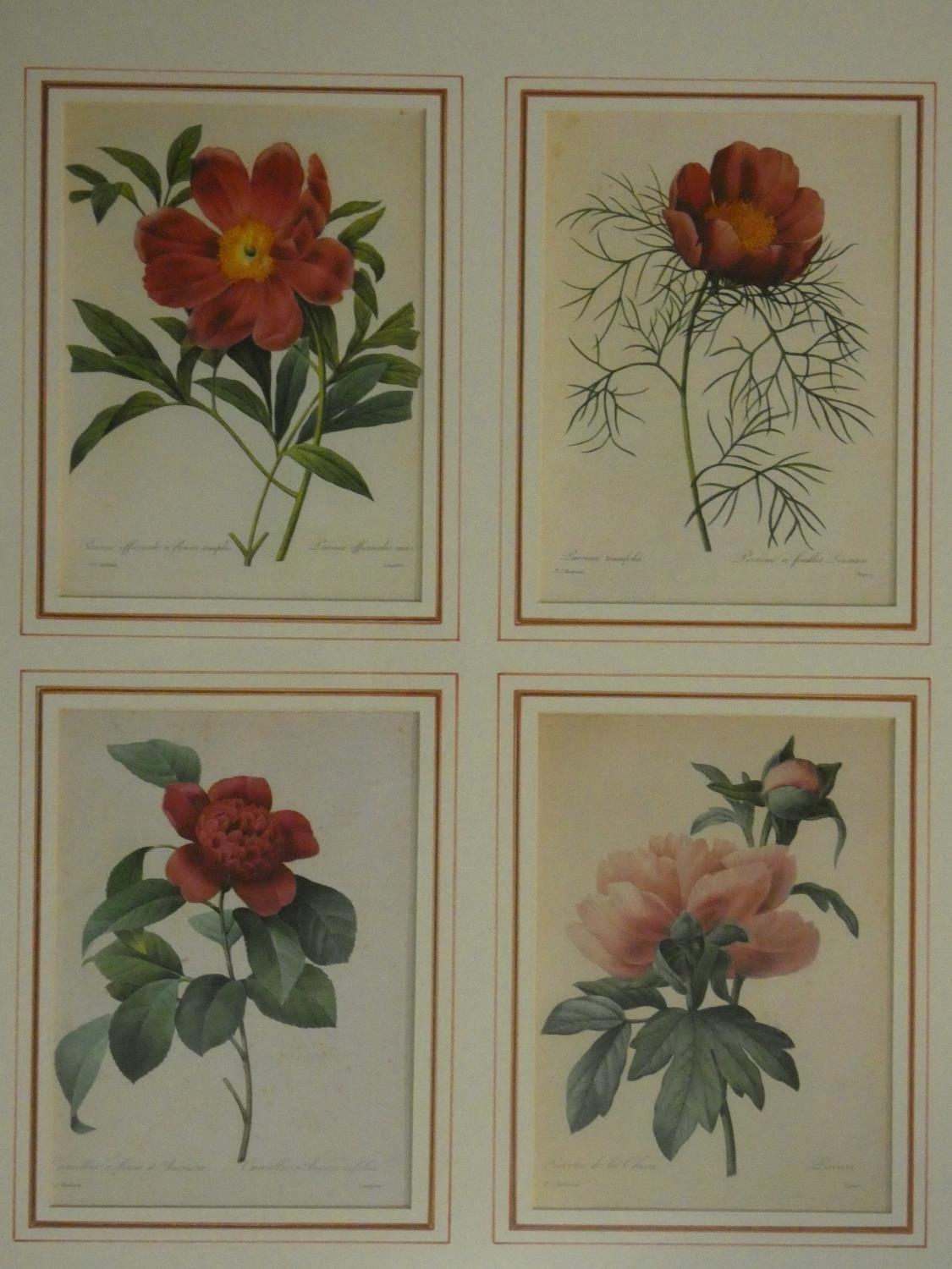 Two framed and glazed vintage botanical prints, each with four floral book plate illustration prints - Image 2 of 11