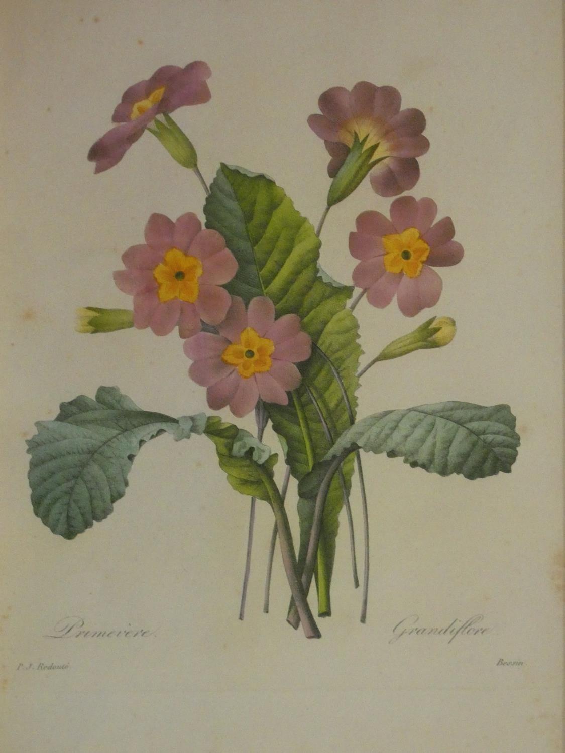 Two framed and glazed vintage botanical prints, each with four floral book plate illustration prints - Image 8 of 11