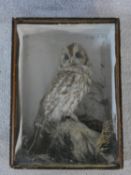 A vintage taxidermy study of a Tawny Owl, cased and naturalistically set among substrate. H.46xW.