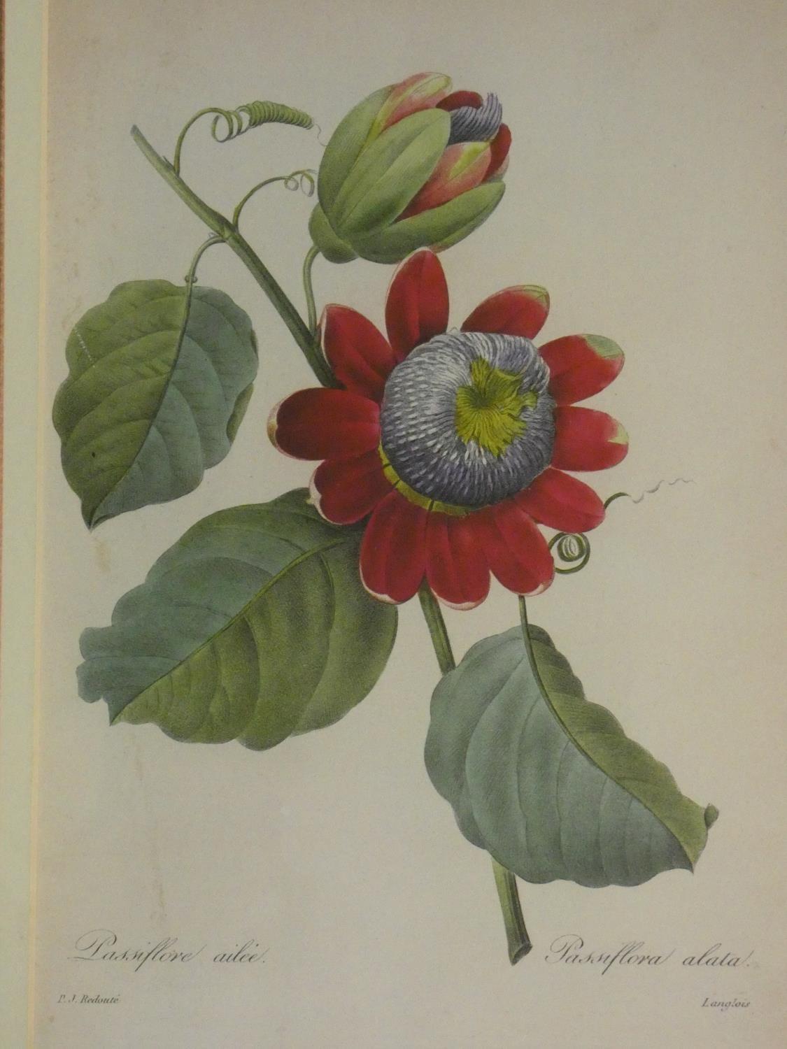Two framed and glazed vintage botanical prints, each with four floral book plate illustration prints - Image 10 of 11