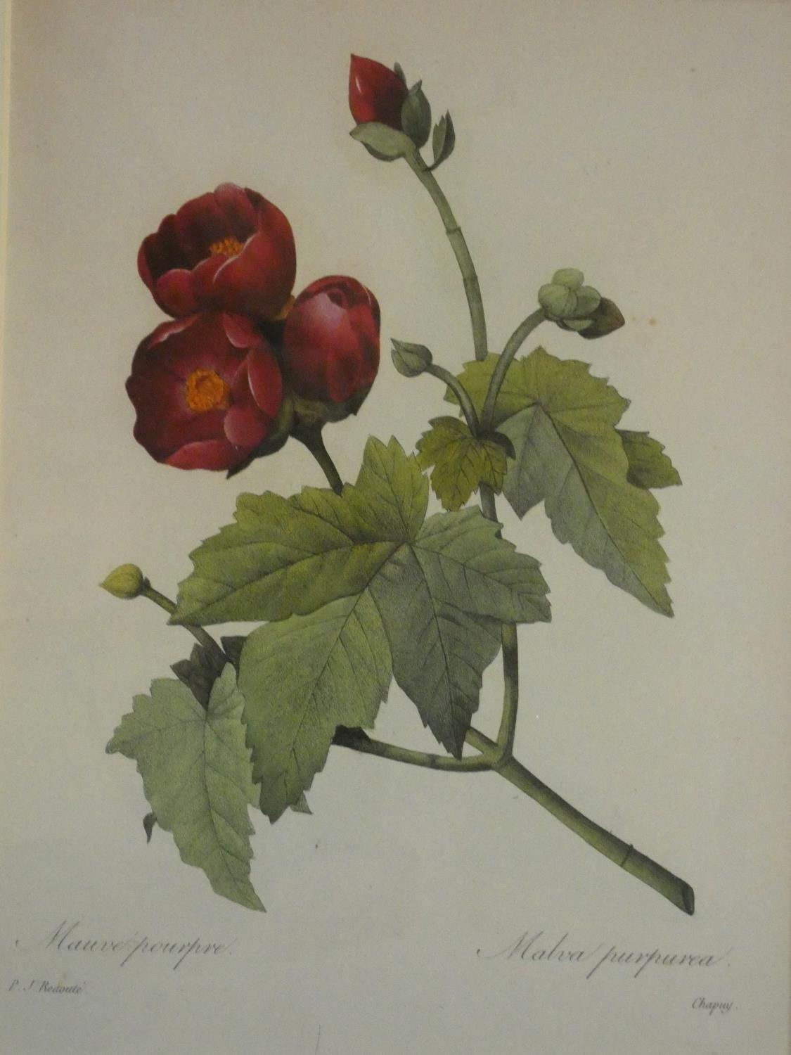 Two framed and glazed vintage botanical prints, each with four floral book plate illustration prints - Image 9 of 11