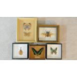 A miscellaneous collection of framed and cased taxidermied butterflies and beetles to include a