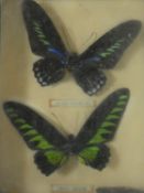 Taxidermy, two cased Rajah Brooke's birdwing butterflies. 24x19cm