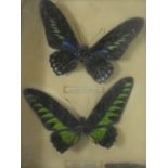 Taxidermy, two cased Rajah Brooke's birdwing butterflies. 24x19cm