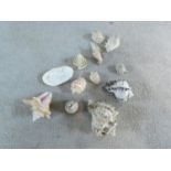 A collection of exotic sea shells including three large conch shells, a clam, three Semicassis