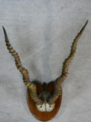 A pair of shield mounted antique Gazelle horns. 56x38cm