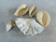 A collection of large exotic seashells including a clam shell, three Melo shells and a brown mottled