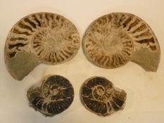 A collection of four; two pairs of fossilized Ammonite halves. 25x20cm (largest)