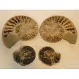 A collection of four; two pairs of fossilized Ammonite halves. 25x20cm (largest)