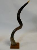 A mounted polished African Kudu horn on wooden base. H.73cm