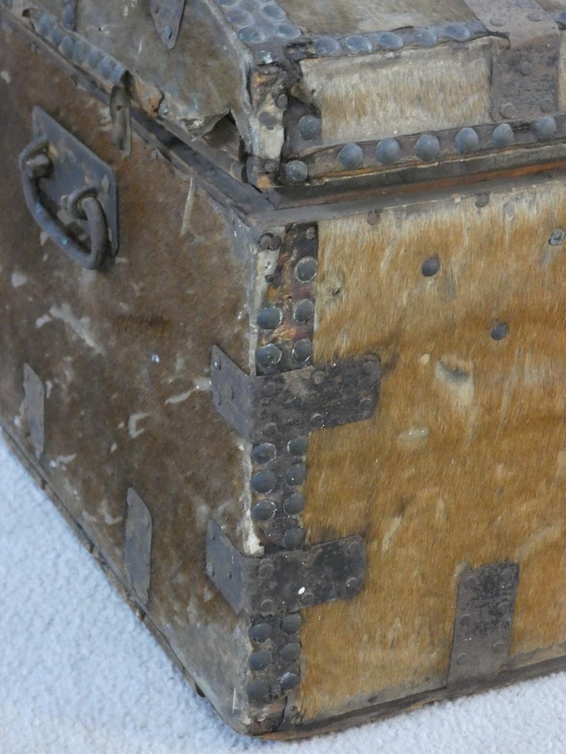 A 19th century iron bound domed top travelling trunk in deer skin hide covering. H.38 W.66 D.39cm - Image 5 of 6