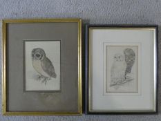 A framed and glazed watercolour sketch of a Tawny Owl, monogrammed and a print of Snowy Owls. H.