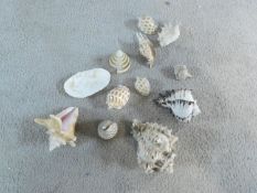 A collection of exotic sea shells including three large conch shells, a clam, three Semicassis