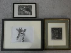 A charcoal drawing of a giraffe and two framed and glazed limited edition engravings, cat and sheep,