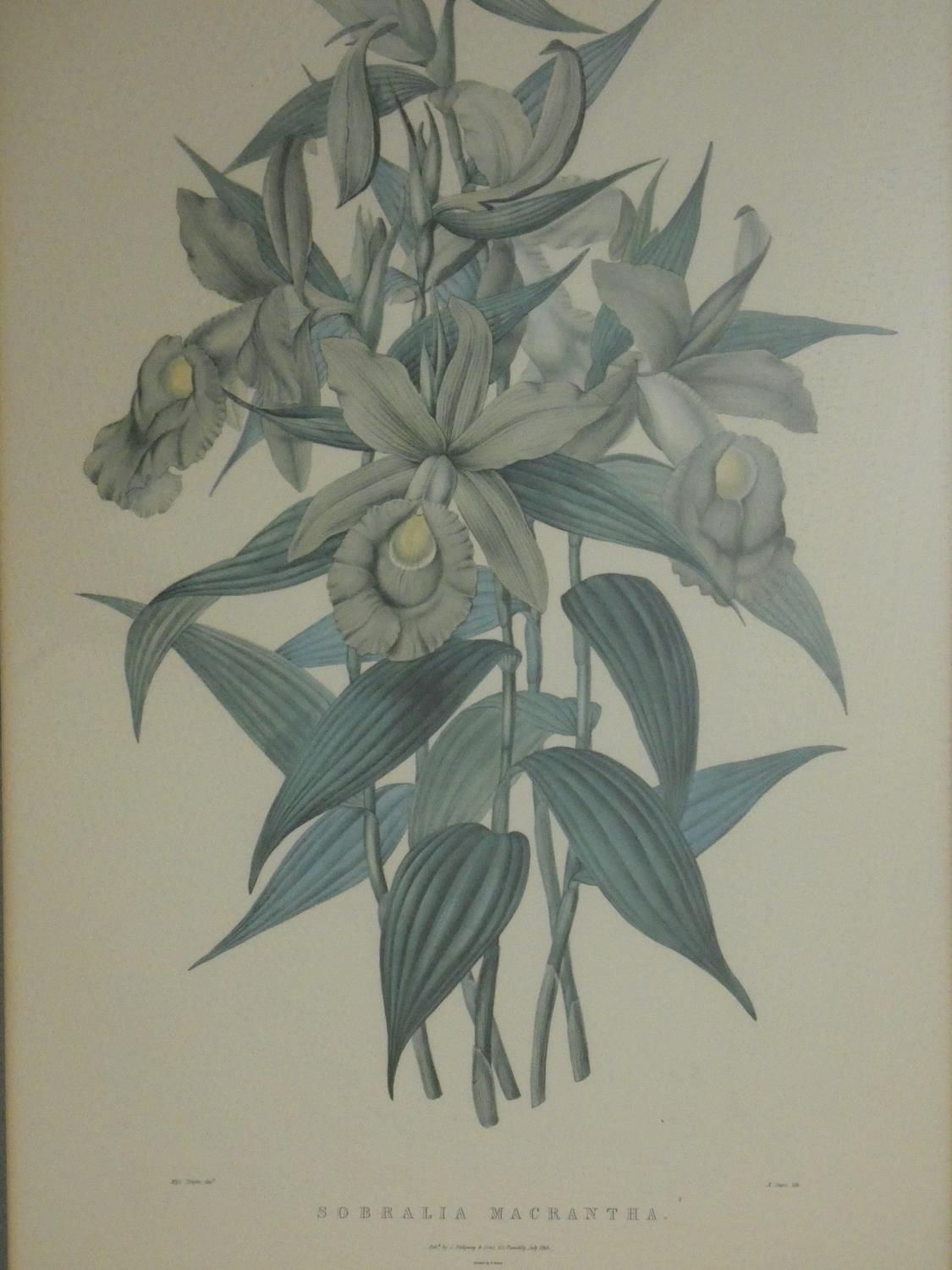 A collection of twelve framed and glazed antique botanical hand coloured engravings. H.59 W.45cm ( - Image 12 of 13