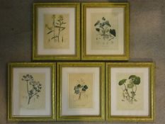 Five gilt framed and glazed antique botanical prints of various British plants. Inscribed with Latin