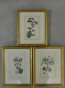 Three gilt framed and glazed 19th century hand coloured botanical engraved book plates published