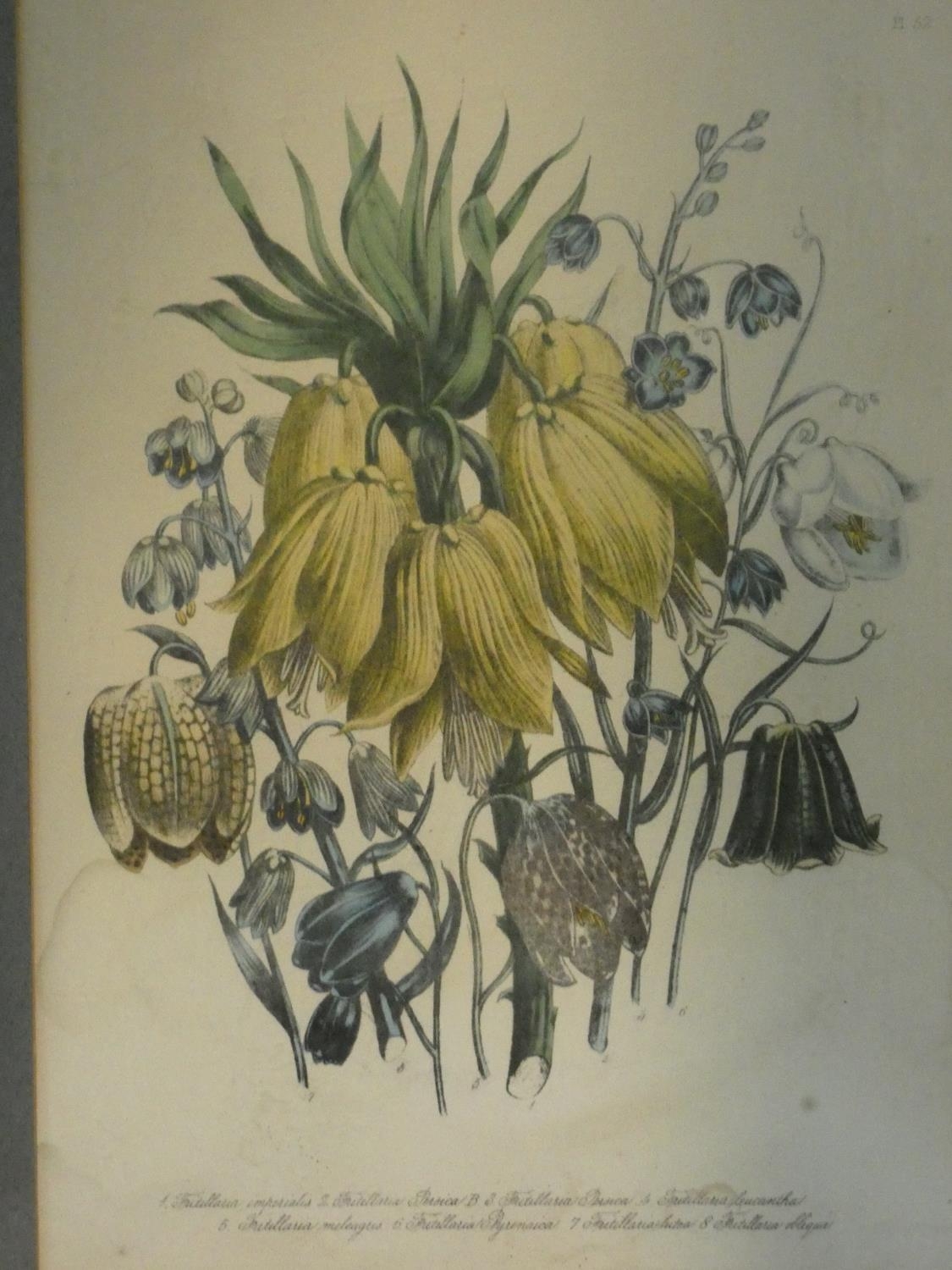 A collection of twelve framed and glazed antique botanical hand coloured engravings. H.59 W.45cm ( - Image 6 of 13
