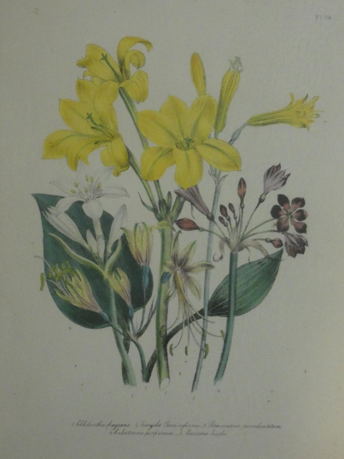 A collection of twelve framed and glazed antique botanical hand coloured engravings. H.59 W.45cm ( - Image 8 of 13