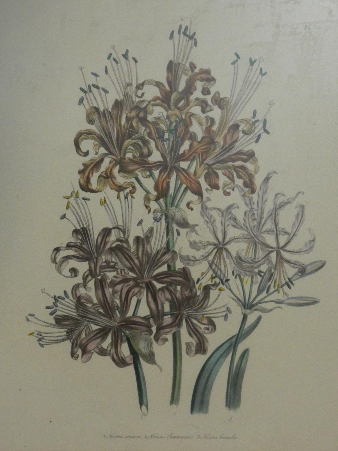 A collection of twelve framed and glazed antique botanical hand coloured engravings. H.59 W.45cm ( - Image 9 of 13