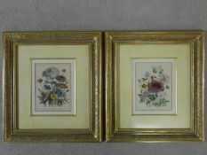 Two gilt framed and glazed antique hand coloured engraved botanical book plates by Jane Webb