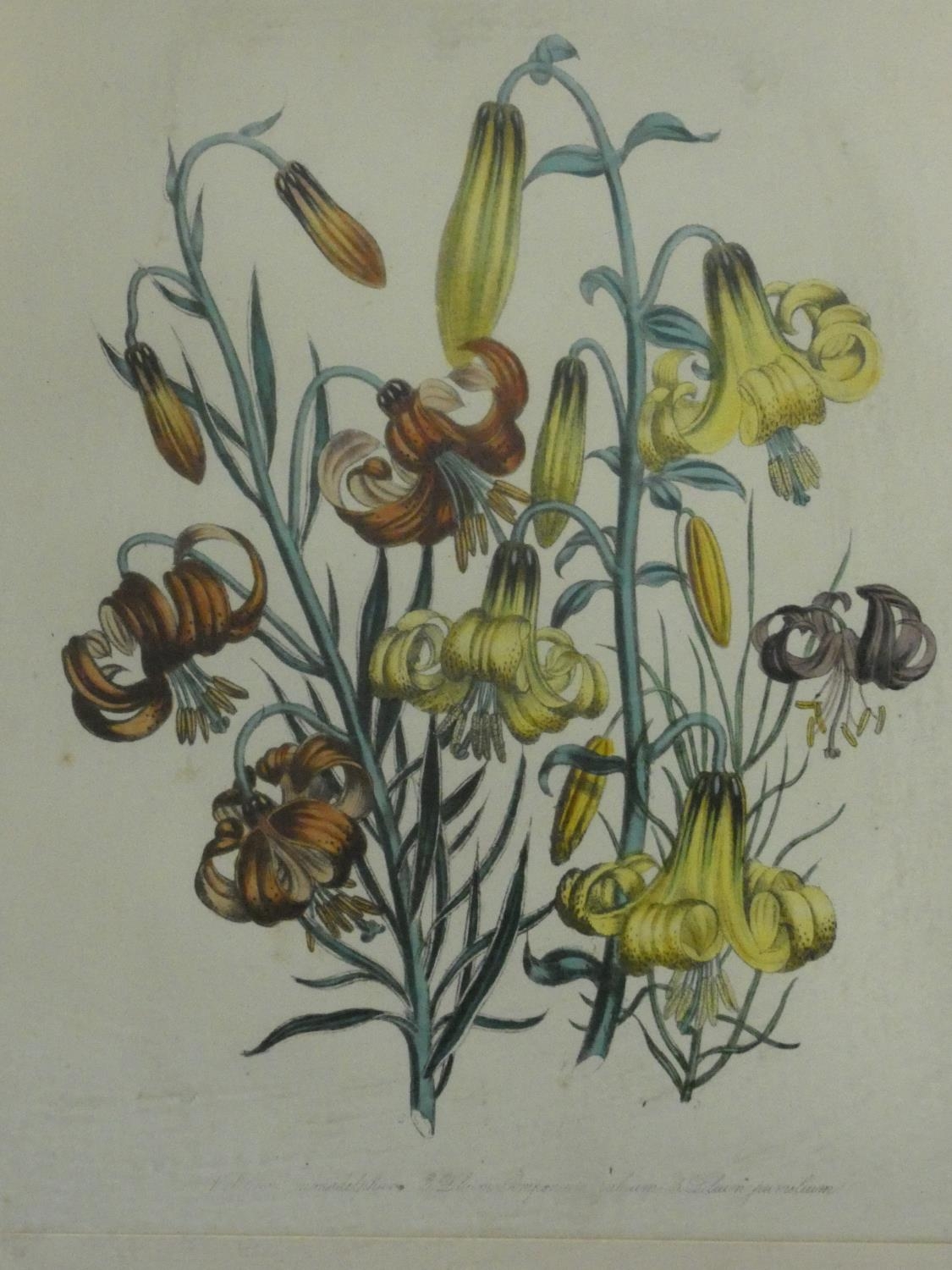 A collection of twelve framed and glazed antique botanical hand coloured engravings. H.59 W.45cm ( - Image 5 of 13