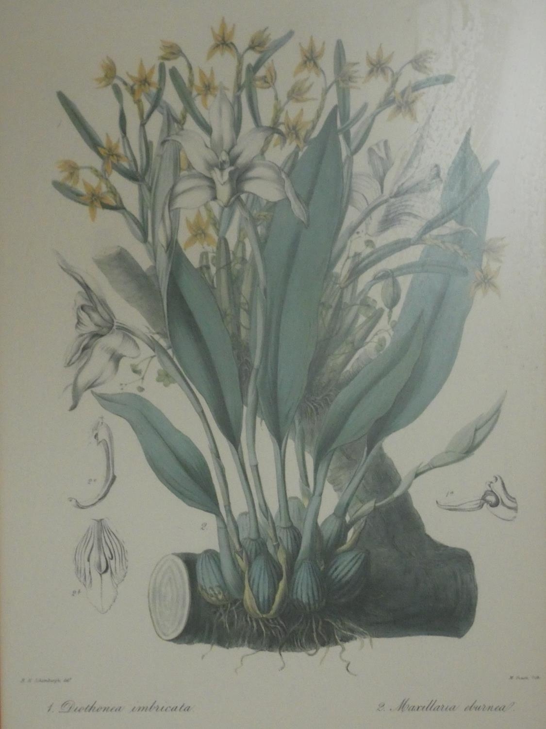 A collection of twelve framed and glazed antique botanical hand coloured engravings. H.59 W.45cm ( - Image 13 of 13