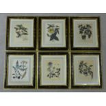 Six late 18th/early 19th century black gilt japanned framed and glazed hand coloured engraved