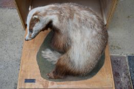 A taxidermy stuffed badger in seated pose on slide out base in bespoke fitted travelling safety