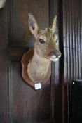 Taxidermy Roe deer's head mounted on oak shield. H.50cm