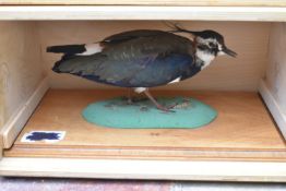 A taxidermy Northern Lapwing (vanellus vanellus) on slide out base in bespoke fitted travelling