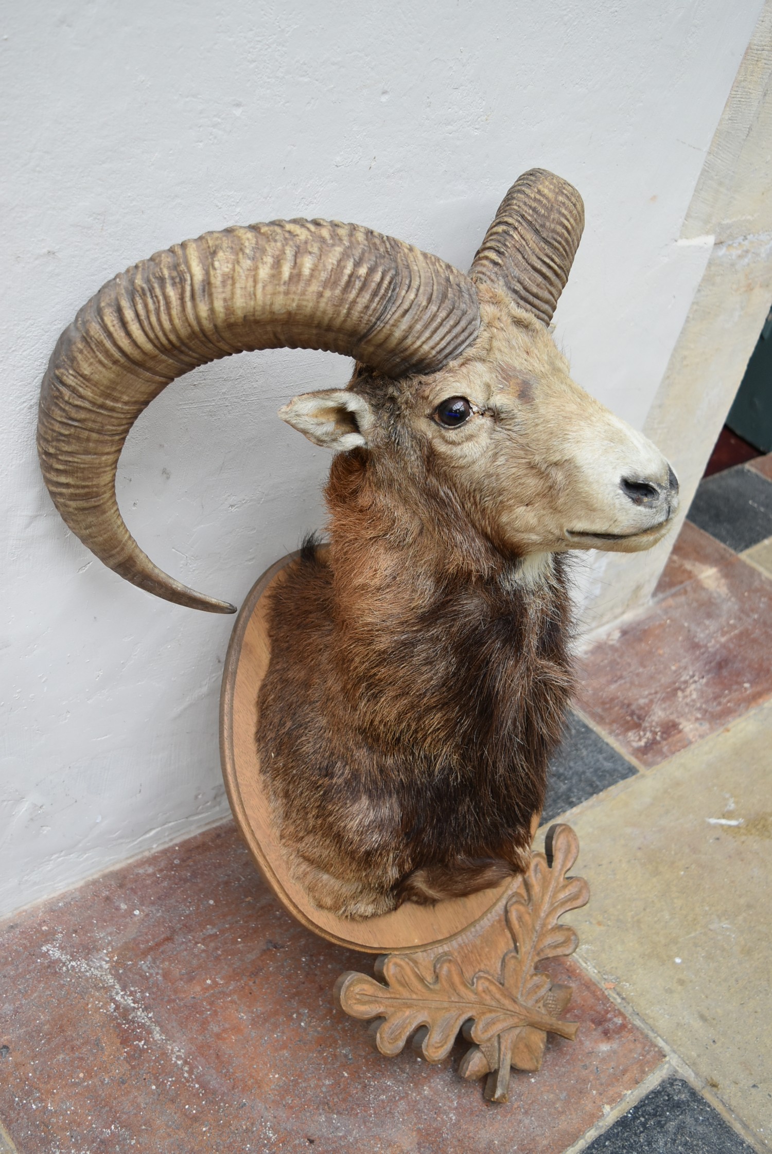 A taxidermy European Mouflon head mounted on carved oak leaf shield. H.88cm - Image 6 of 7