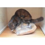 A taxidermy stuffed mink sitting on a large piece of wood on slide out base in bespoke fitted