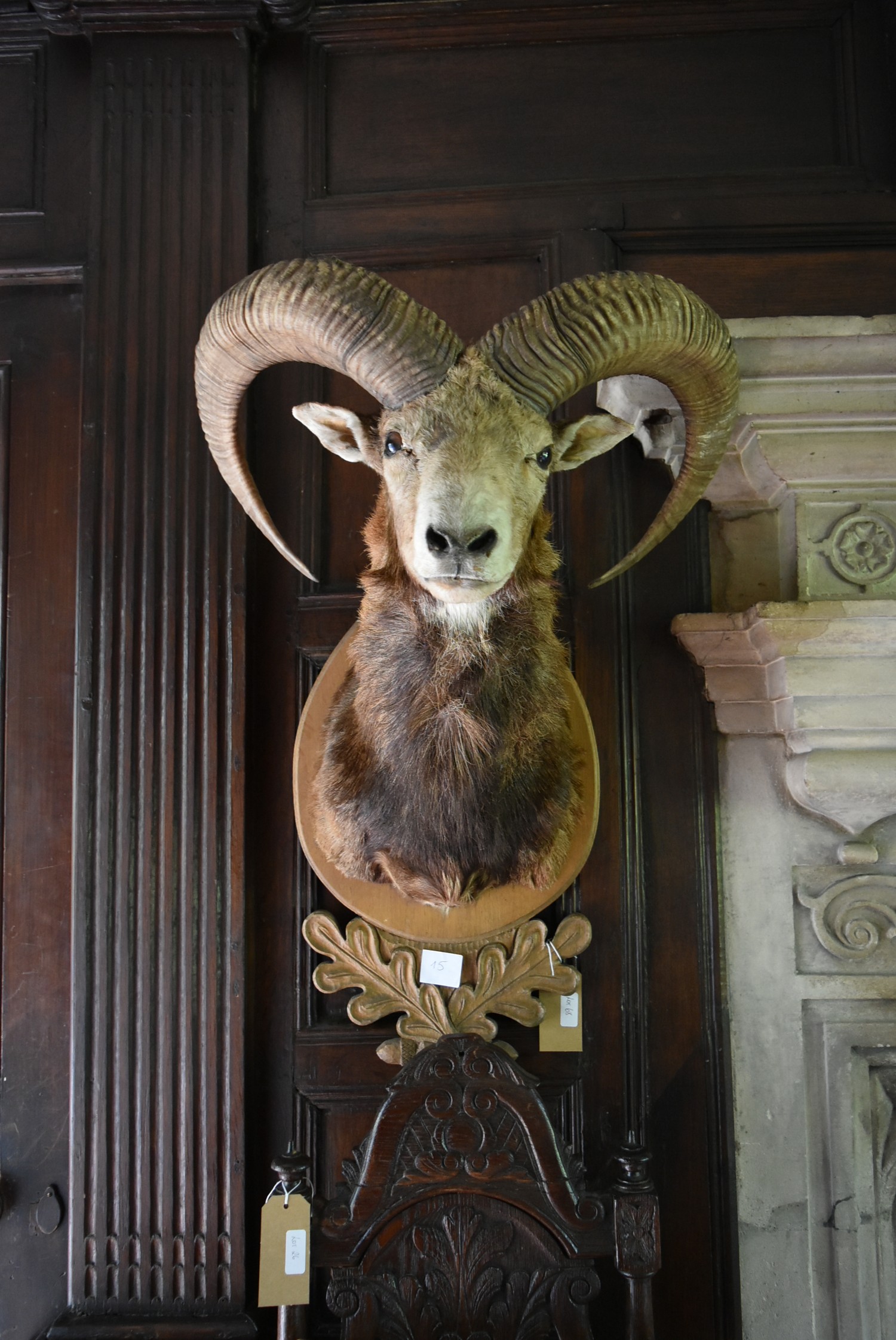 A taxidermy European Mouflon head mounted on carved oak leaf shield. H.88cm - Image 3 of 7