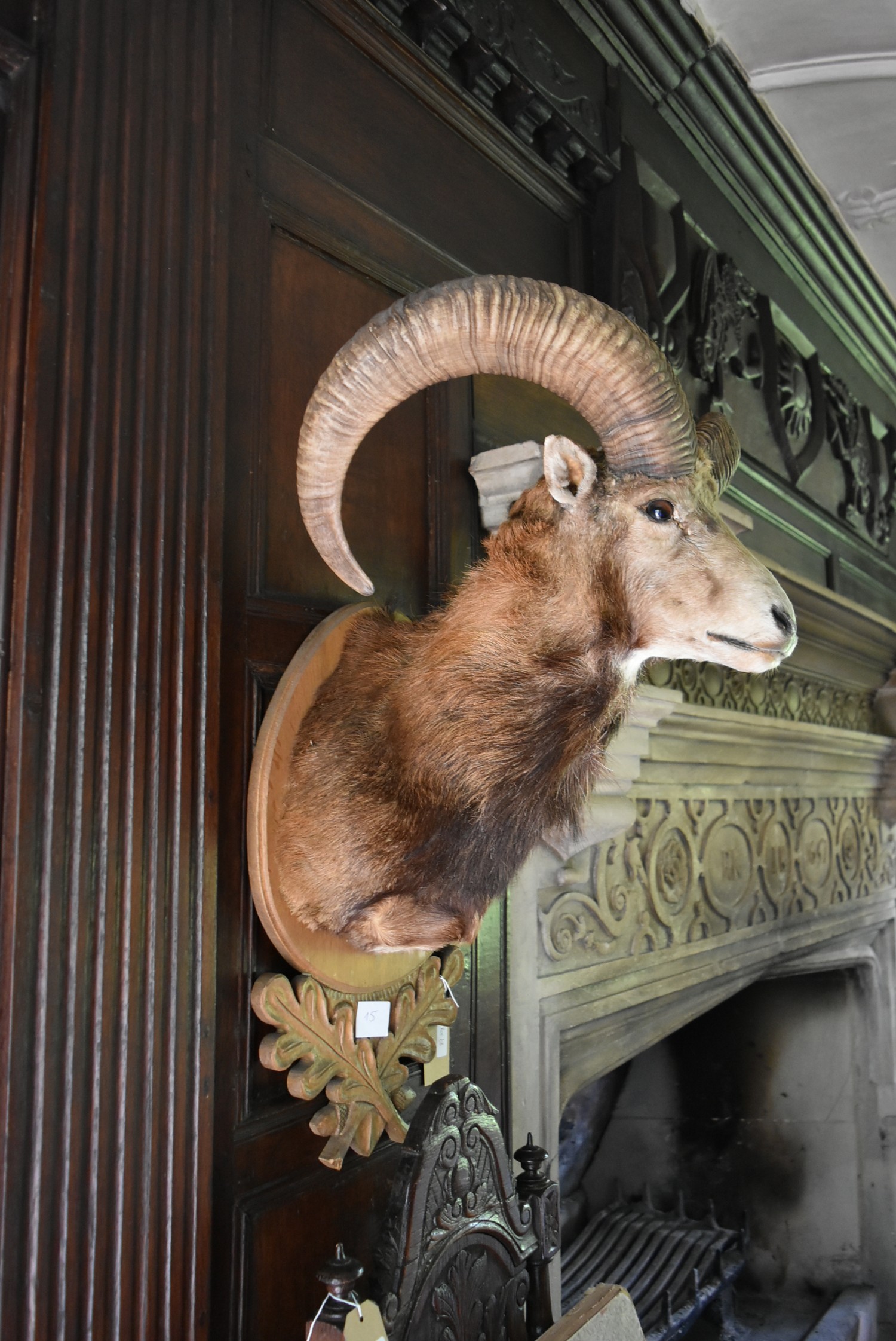 A taxidermy European Mouflon head mounted on carved oak leaf shield. H.88cm - Image 2 of 7