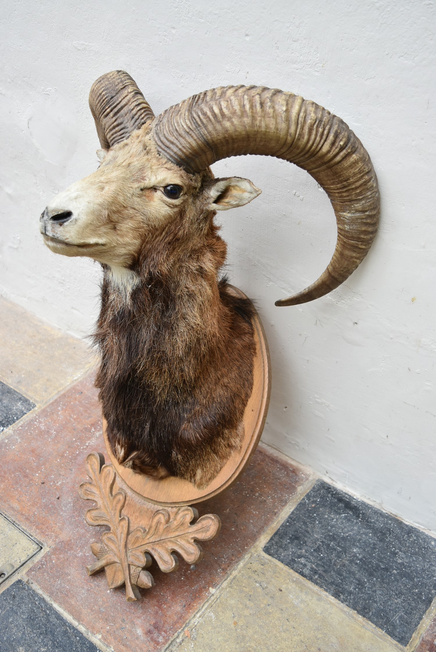 A taxidermy European Mouflon head mounted on carved oak leaf shield. H.88cm - Image 5 of 7