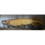 A taxidermy, cased, mounted Pike, set against a painted backdrop with realistic river bed setting,